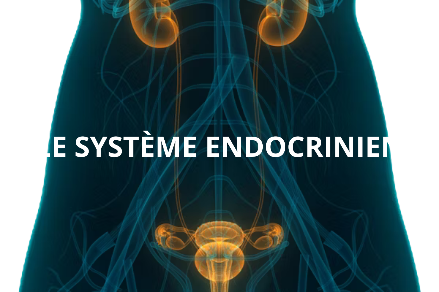 Lire la suite à propos de l’article LE SYSTÈME ENDOCRINIEN