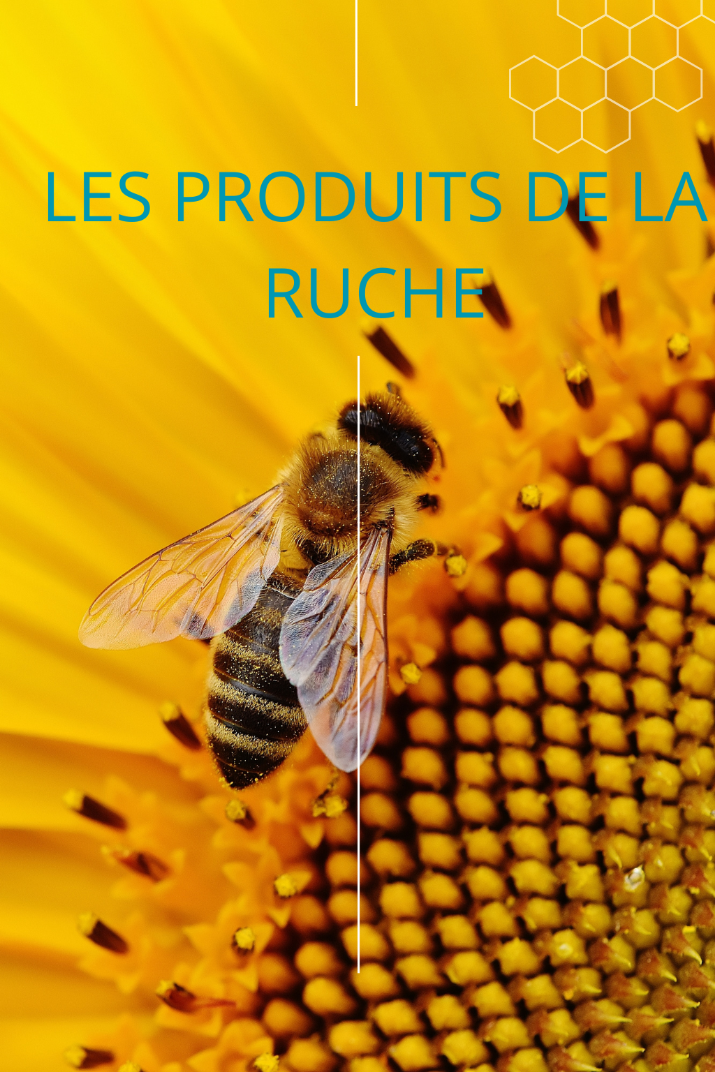 Lire la suite à propos de l’article LES PRODUITS DE LA RUCHE : UN TRÉSOR DE BIENFAITS